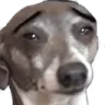 sadkermit