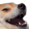 doggoKEK