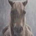 honse