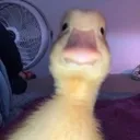 1000014172