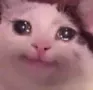 CryCat CryCat