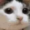 catnoo catnoo