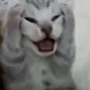 AAAAAcar