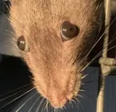 ratstare