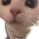 Cat Sniff Discord Emoji