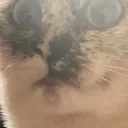 thevoid
