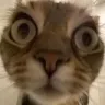 catstare