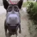 whatthedonkey