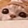 catpeek