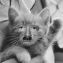 :hitlercat: