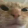 angrycat