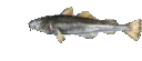 PF_Fish_Spin