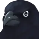 crow_judge