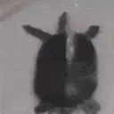 z_turtledance