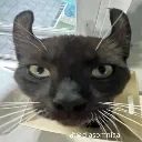 evilcat