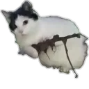 snipercat snipercat