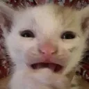 CatWEH CatWEH