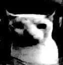 CatDespair