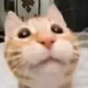 catgabe