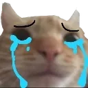 swagcatcrying