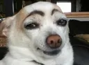 dogeyebrow Discord Emoji