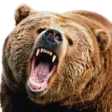 Feral_Bear