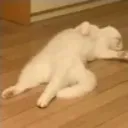 Cat_brutalsleep