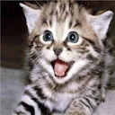 happycat_c happycat_c