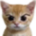 angry_cat