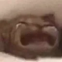 catsob
