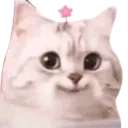 meo_hihi