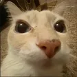 Cat_stare10
