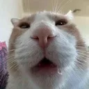 WhatHuh WhatHuh