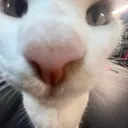 sniff sniff