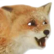 foxpogg