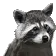 raccoon1