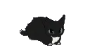 SL_MaxwellCat