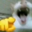 hahaloser