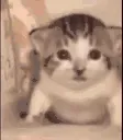 CatEmotes