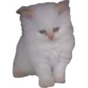 3cat1 3cat1