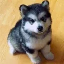 bonk