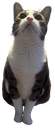 mouseyes