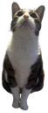 <:mouseyes:1147347150292918342>