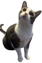 mousewhy