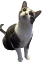 <:mousewhy:1147347166659096666>