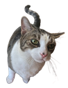 mousereally