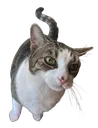 <:mousereally:1147349621081907200>
