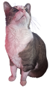 mousehappy