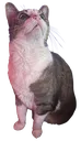 :mousehappy: