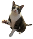 mousewave
